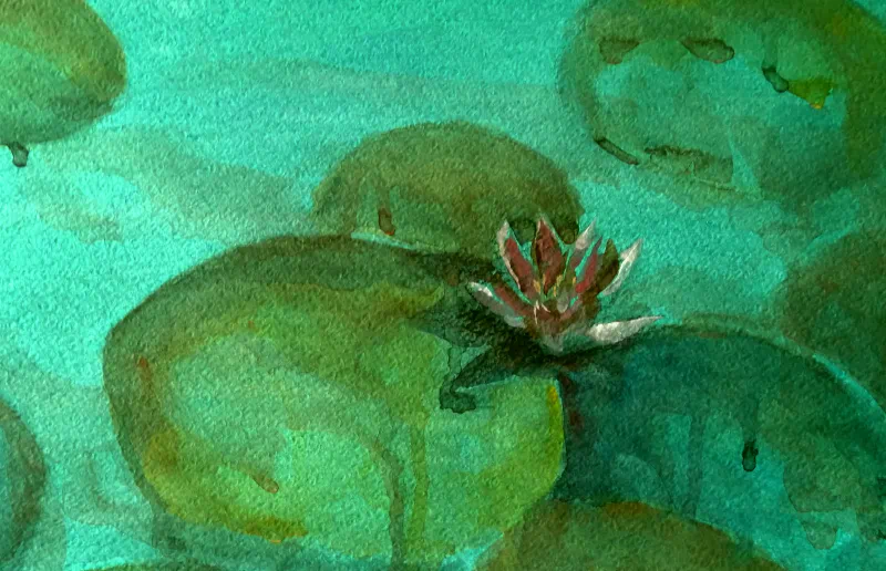 Pink Water Lily