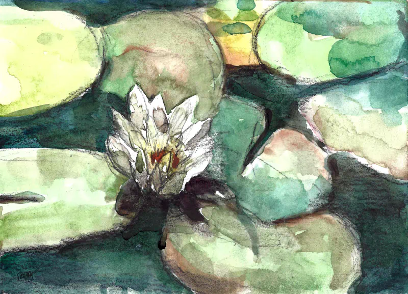 White Water Lily